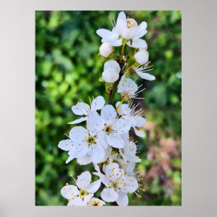 Blooming Tree in Spring Romania – Blossom Photogra Poster