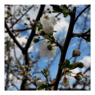 Blooming tree poster