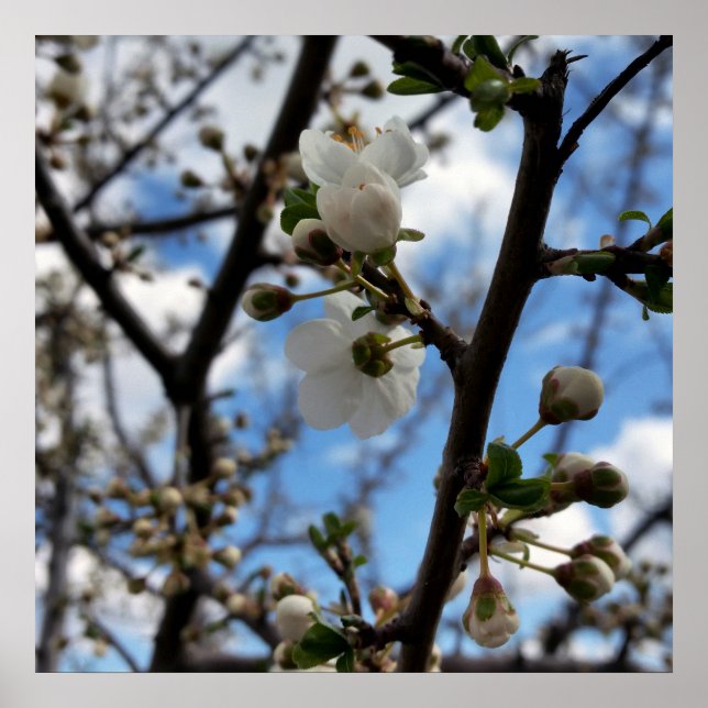 Blooming tree poster (Front)