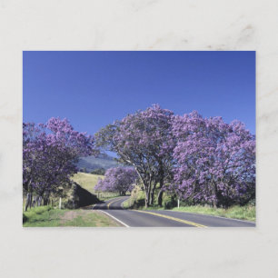 Blooming trees along road in Haleakala, Maui, Postcard
