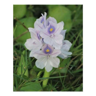Blooming Water Hyacinth - Tropical Aquatic Flower Photo Print