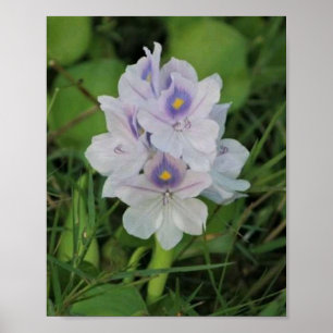 Blooming Water Hyacinth - Tropical Aquatic Flower Poster