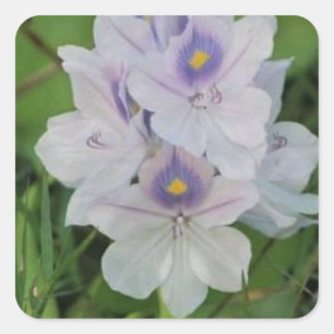 Blooming Water Hyacinth - Tropical Aquatic Flower  Square Sticker