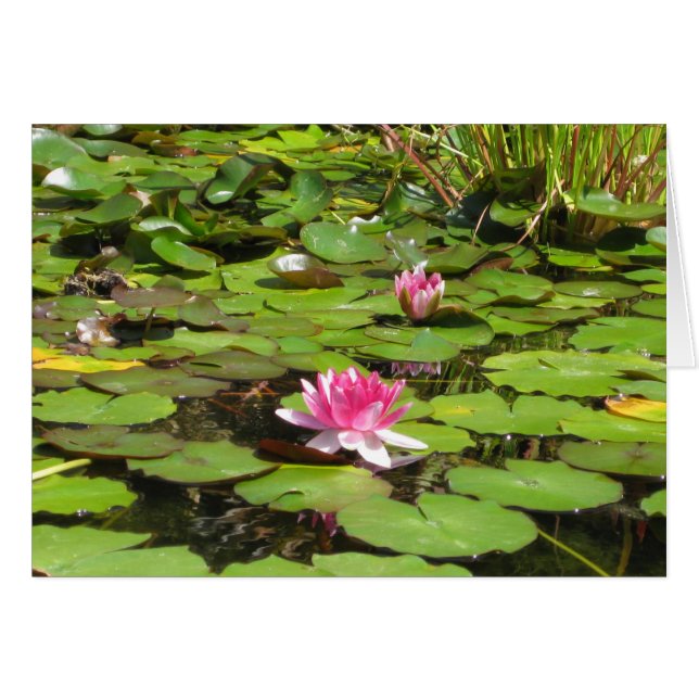 Blooming Water Lillies (Front Horizontal)