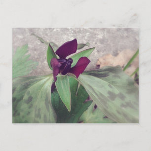 Blooming Wildflower Postcard