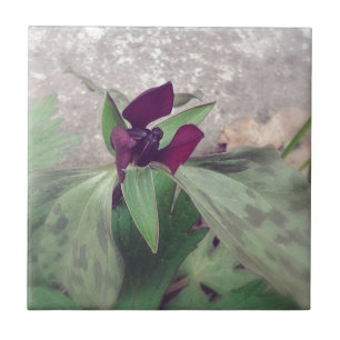 Blooming Wildflower Tile