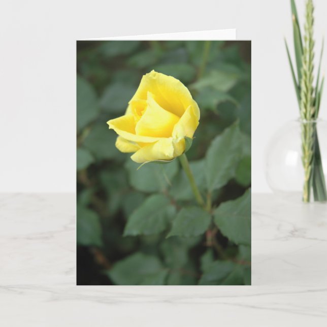 Blooming Yellow Rose Card (Front)
