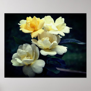 Blooming Yellow Roses Poster