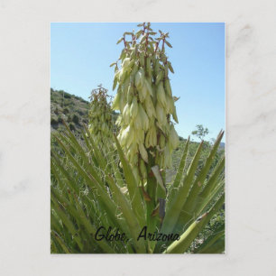 Blooming Yucca Postcard