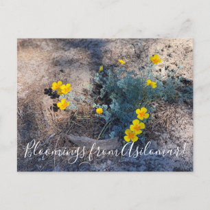 Bloomings from Asilomar: Maritime Poppies Postcard