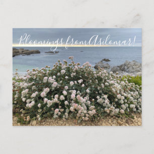 Bloomings from Asilomar: Sea Cliff Buckwheat  Postcard