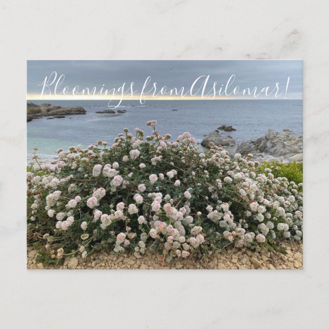 Bloomings from Asilomar: Sea Cliff Buckwheat  Postcard (Front)