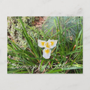 Bloomings from California: AprilSnow Douglas Iris  Postcard