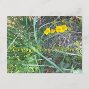 Bloomings from California: Beautiful Cinquefoil Postcard