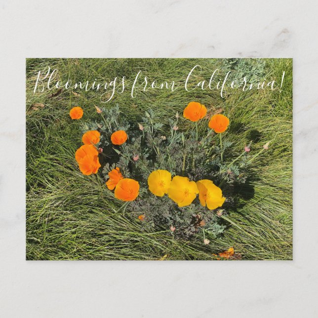 Bloomings from California: Bicolor Poppies Postcard (Front)