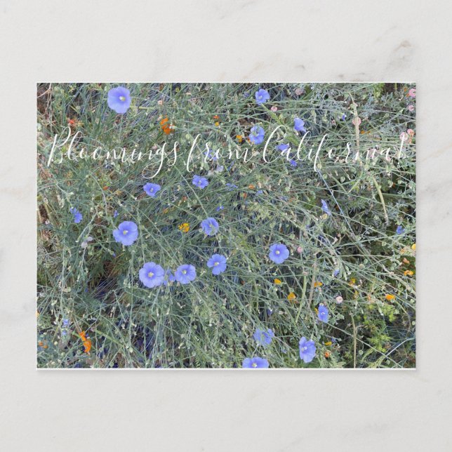 Bloomings from California: Blue Flax Postcard (Front)