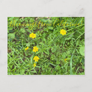 Bloomings from California: Buttercup Postcard