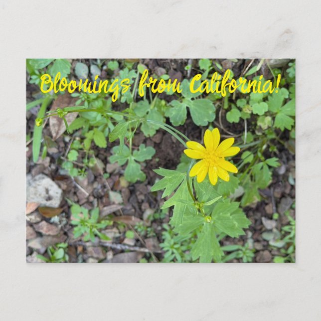Bloomings from California: Buttercup Postcard (Front)