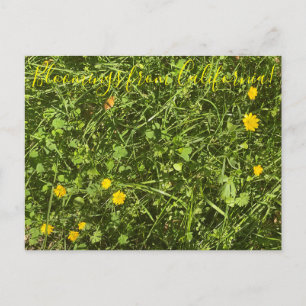 Bloomings from California: Buttercup Postcard