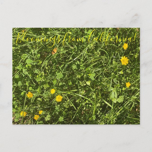 Bloomings from California: Buttercup Postcard (Front)