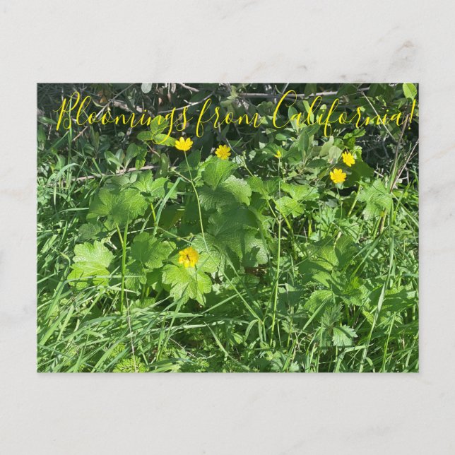 Bloomings from California: Buttercups Postcard (Front)