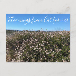Bloomings from California: California Buckwheat Postcard