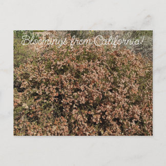 Bloomings from California: California Buckwheat Postcard