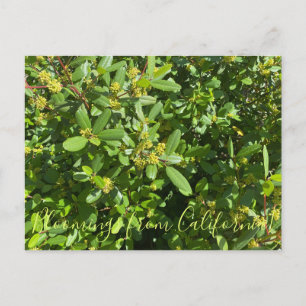 Bloomings from California: California Coffeeberry Postcard