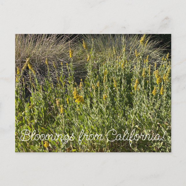 Bloomings from California: California Goldenrod Postcard (Front)