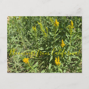 Bloomings from California: California Goldenrod Postcard