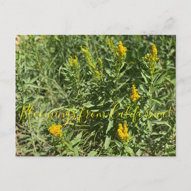 Bloomings from California: California Goldenrod Postcard (Front)