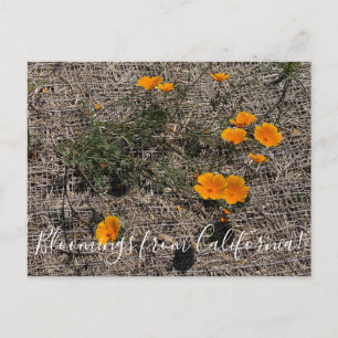 Bloomings from California: California Poppy Postcard