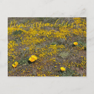 Bloomings from California!: California Poppy Postcard