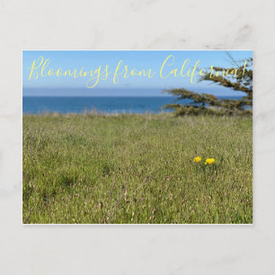 Bloomings from California! - California Poppy Postcard