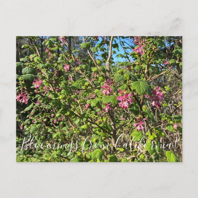 Bloomings from California: Chaparral Currant Postcard (Front)
