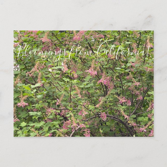 Bloomings from California: Chaparral Currant Postcard (Front)