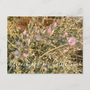 Bloomings from California:  Chaparral Mallow Postcard
