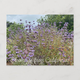 Bloomings from California: Cleveland Sage Postcard