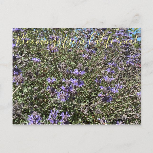 Bloomings from California: Cleveland Sage Postcard (Front)