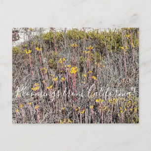 Bloomings from California: Coast Dudleya Postcard