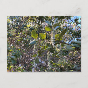 Bloomings from California: Coast Silk Tassel Postc Postcard