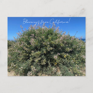 Bloomings from California: Coastal Bush Lupine Postcard