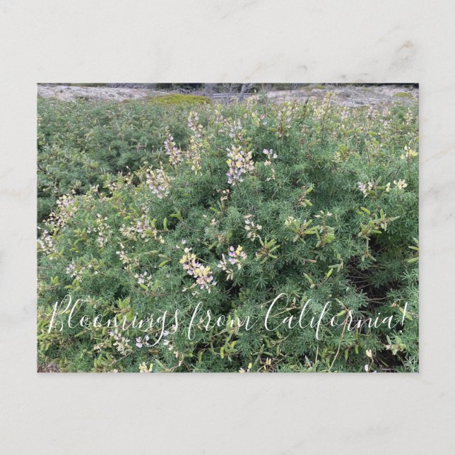 Bloomings from California: Coastal Bush Lupine Postcard (Front)