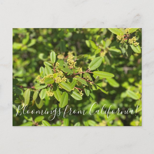 Bloomings from California: Coffeeberry Postcard (Front)