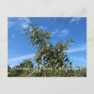 Bloomings from California: Coffeeberry Postcard