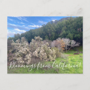Bloomings from California: Coyote Bush  Postcard