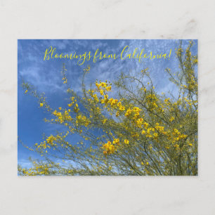 Bloomings from California Desert Museum Palo Verde Postcard