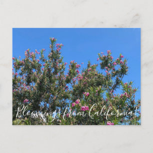 Bloomings from California: Desert Willow Postcard