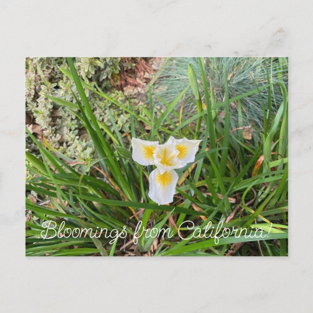 Bloomings from California: Douglas Iris Postcard (Front)