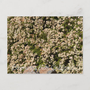 Bloomings from California: Eriogonum fasciculatum Postcard